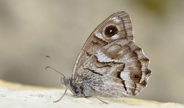 Hipparchia fidia (Linnaeus, 1767)