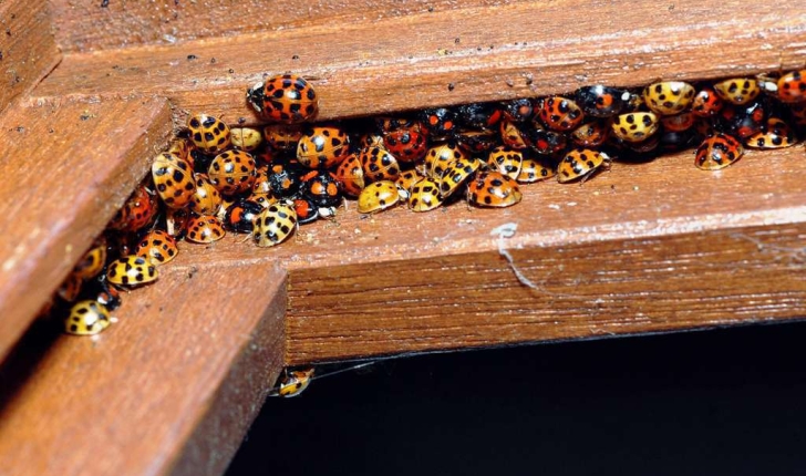 Harmonia axyridis (Pallas, 1773)