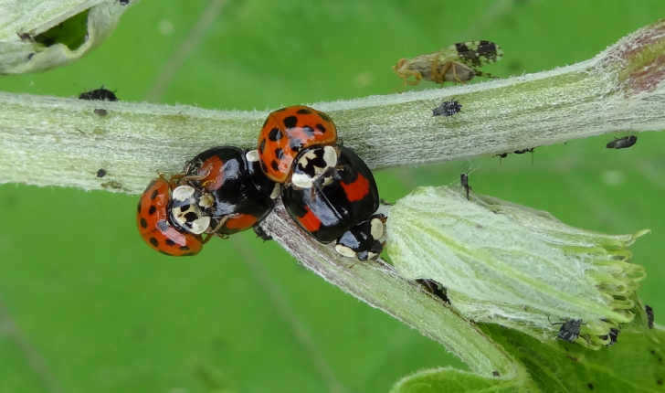 Harmonia axyridis (Pallas, 1773)