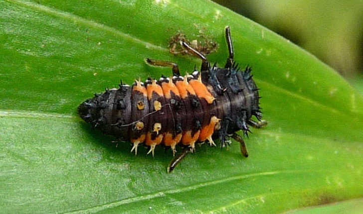 Harmonia axyridis (Pallas, 1773)