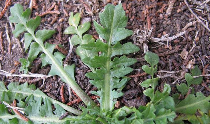 Capsella bursa-pastoris (L.) Medik., 1792