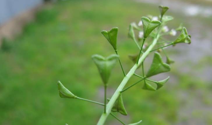 Capsella bursa-pastoris (L.) Medik., 1792