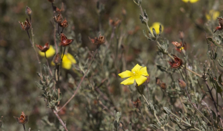 Cistus lasianthus (Lam., 1786)