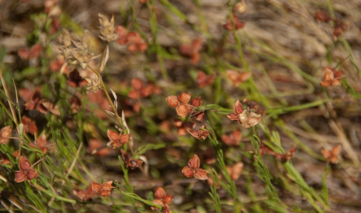 Fumana ericoides (Gandoger, 1883)