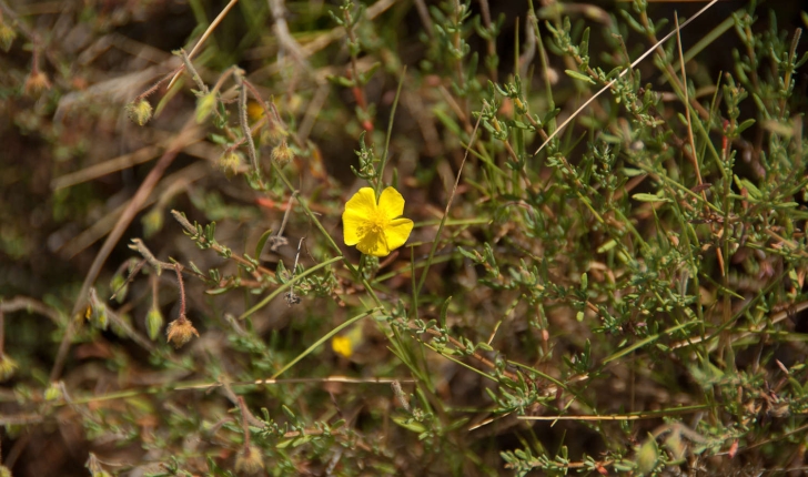 Fumana ericoides (Gandoger, 1883)