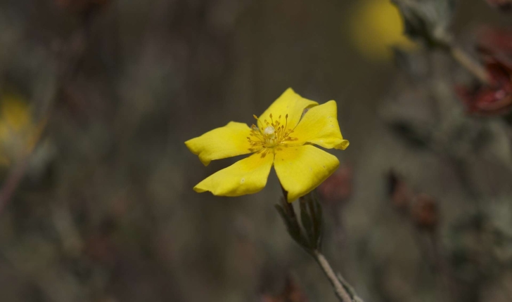 Cistus lasianthus (Lam., 1786)