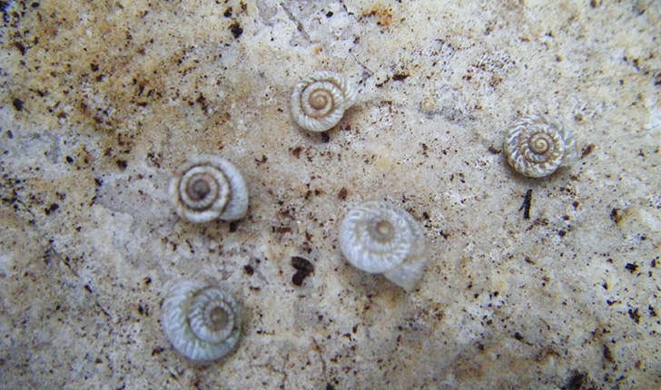 Xerotricha apicina (Lamarck, 1822)