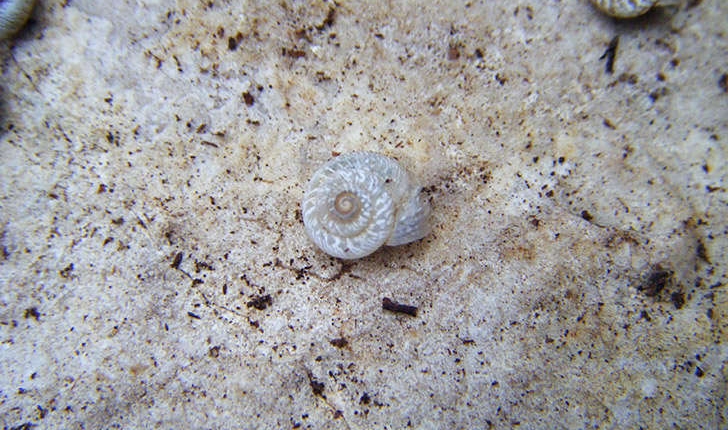 Xerotricha apicina (Lamarck, 1822)