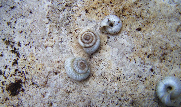 Xerotricha apicina (Lamarck, 1822)