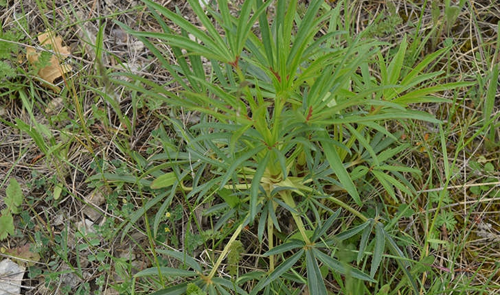 Helleborus foetidus (L., 1753)