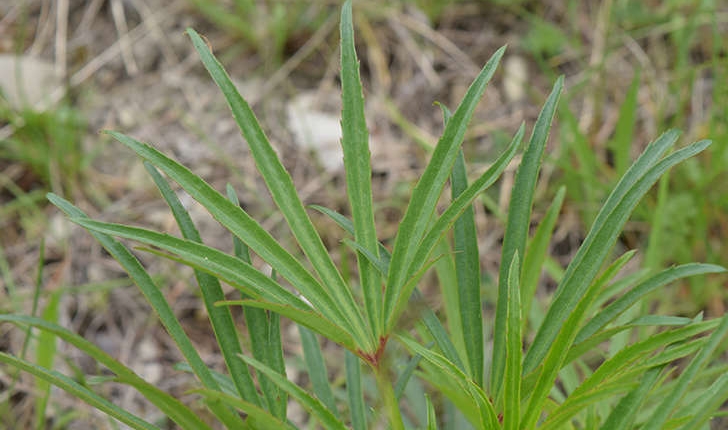 Helleborus foetidus (L., 1753)