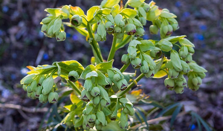 Helleborus foetidus (L., 1753)