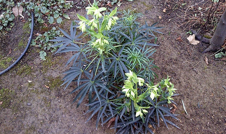 Helleborus foetidus (L., 1753)