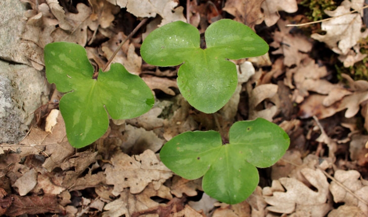 Hepatica nobilis
