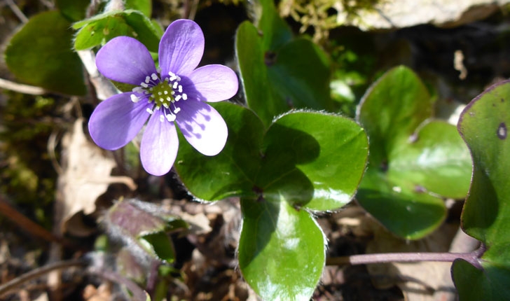 Hepatica nobilis