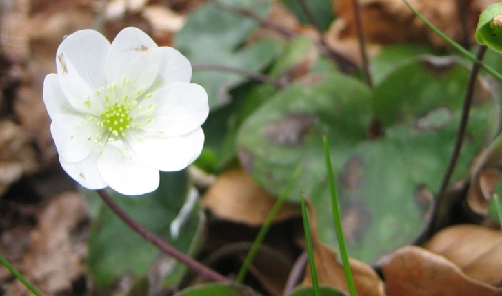 Anemone hepatica L.