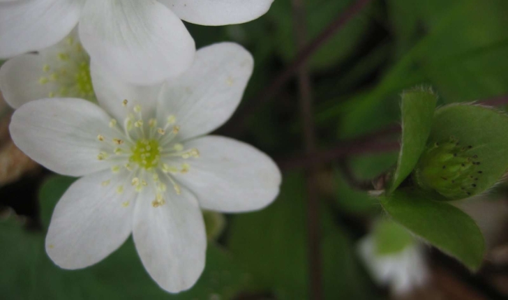 Anemone hepatica L.