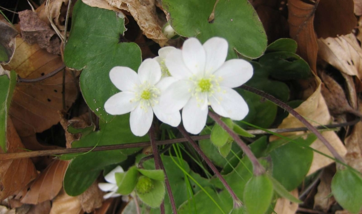 Anemone hepatica L.
