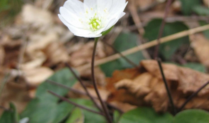 Anemone hepatica L.