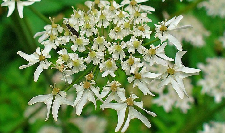 Heracleum Sphondylium