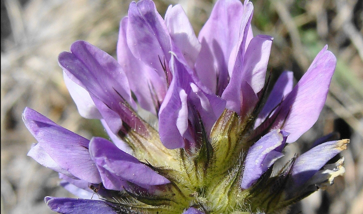Bituminaria bituminosa (L.) C. H. Stirt., 1981