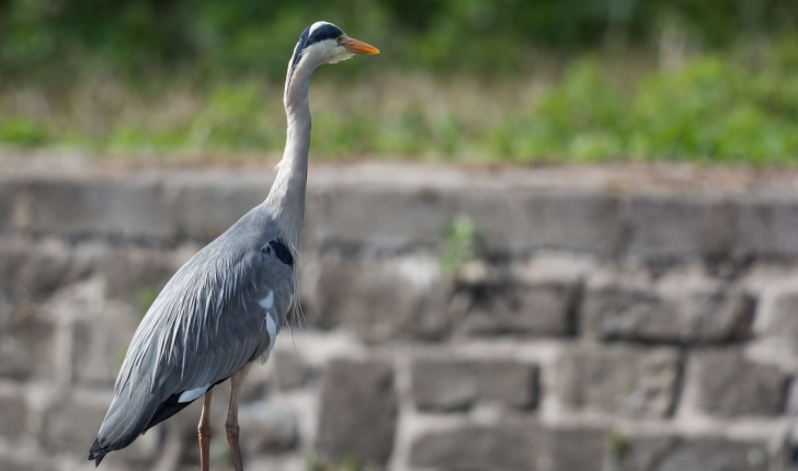 Ardea cinerea (Linnaeus, 1758)