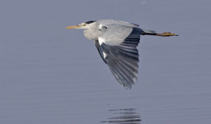 Ardea cinerea (Linnaeus, 1758)