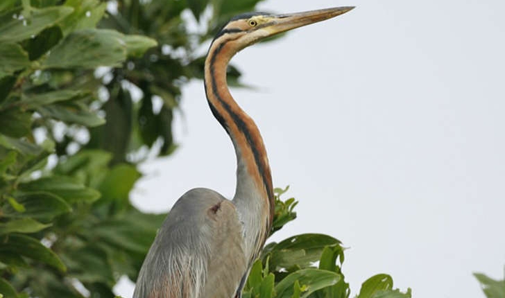 Ardea purpurea (Linnaeus, 1766)