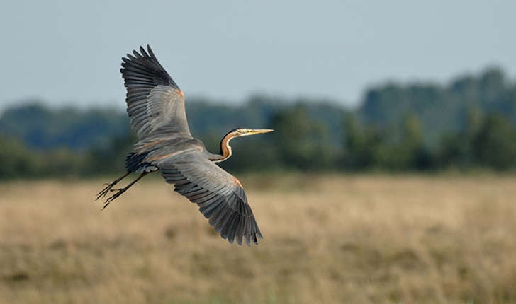 Ardea purpurea (Linnaeus, 1766)