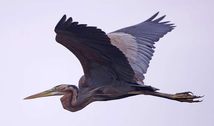 Ardea purpurea (Linnaeus, 1766)