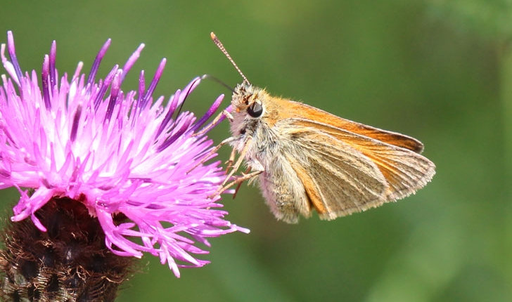 Thymelicus sylvestris