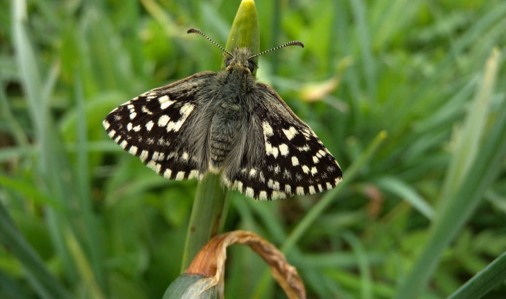 Famille des Hesperiidae