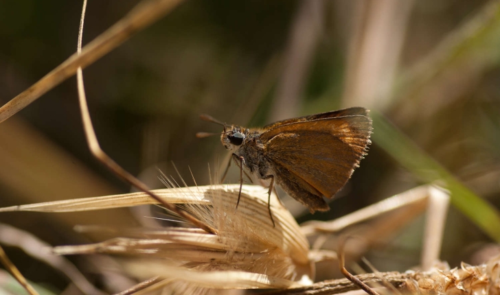 Famille des Hesperiidae