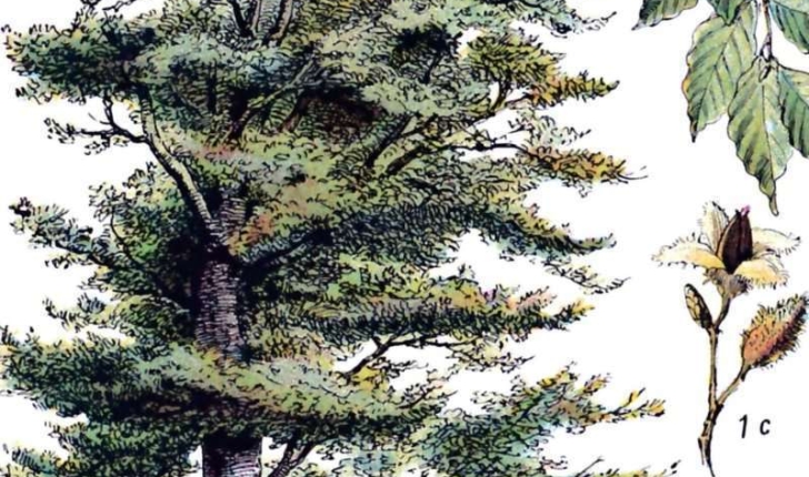 Fagus sylvatica