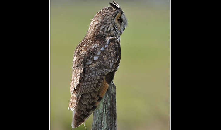 Asio otus (Linnaeus, 1758)