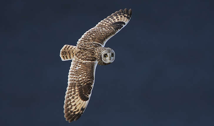 Asio flammeus (Pontoppidan, 1763)