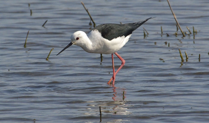 Himantopus himantopus (Linnaeus 1758)