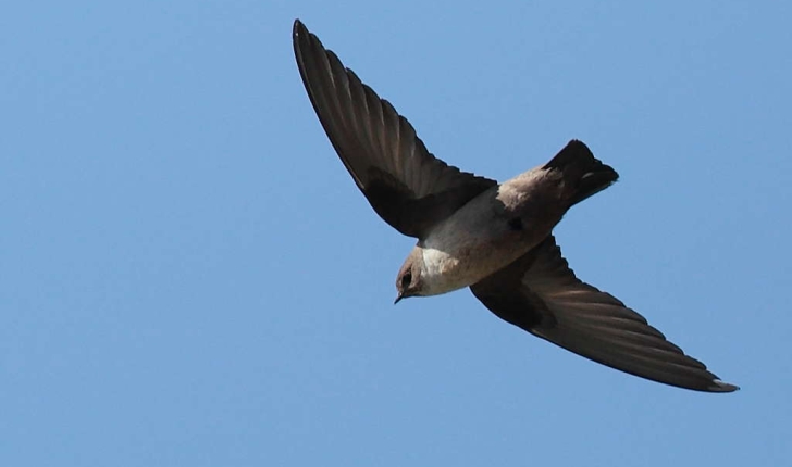 Hirondelle de Rochers - credit Pianurus Biarmicus