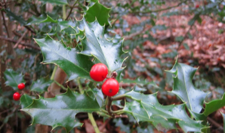 Ilex aquifolium
