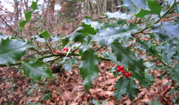 Ilex aquifolium