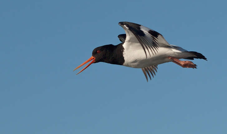 Haematopus ostralegus (Linné, 1758) 