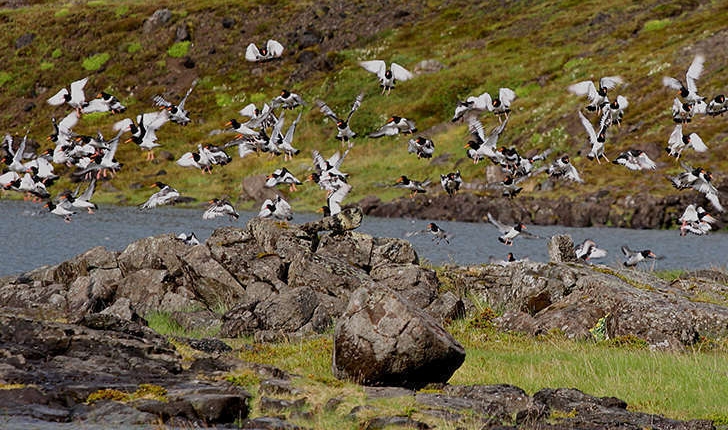 Haematopus ostralegus (Linné, 1758) 