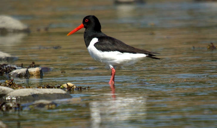 Haematopus ostralegus (Linné, 1758) 