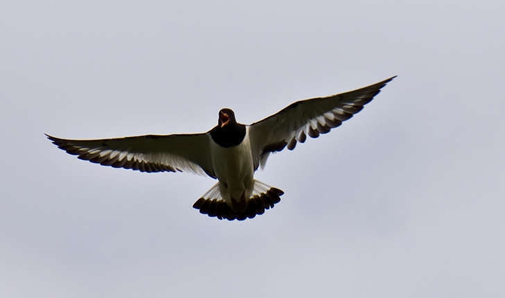 Haematopus ostralegus (Linné, 1758) 