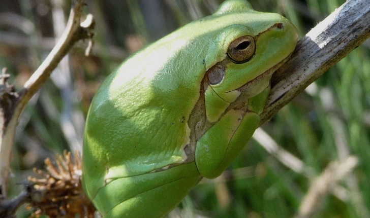 Hyla arborea (Linné,1758)