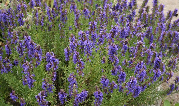 Hyssopus officinalis