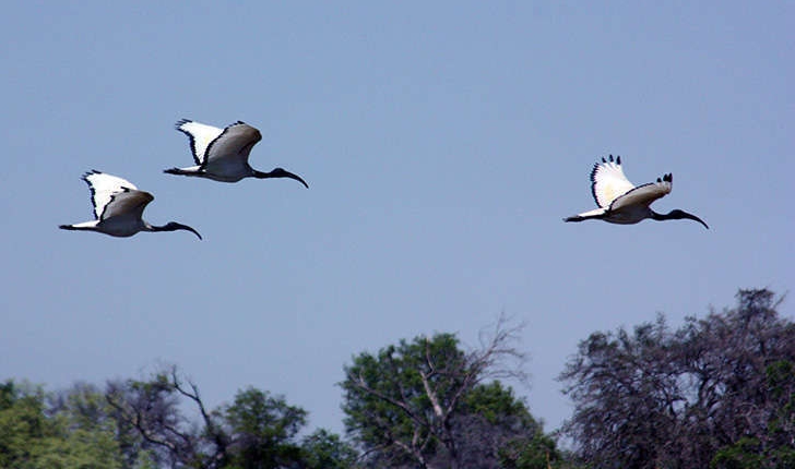 Threskiornis aethiopicus (Latham, 1790)