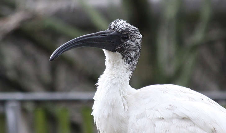 Threskiornis aethiopicus (Latham, 1790)