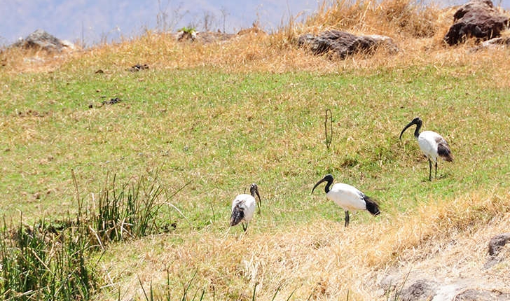 Threskiornis aethiopicus (Latham, 1790)