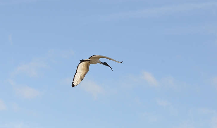 Threskiornis aethiopicus (Latham, 1790)